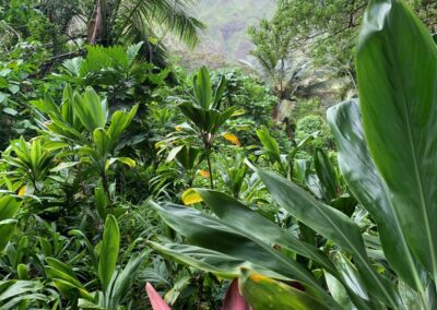 Hawaii lush garden