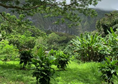 Hawaiian farm landscape garden